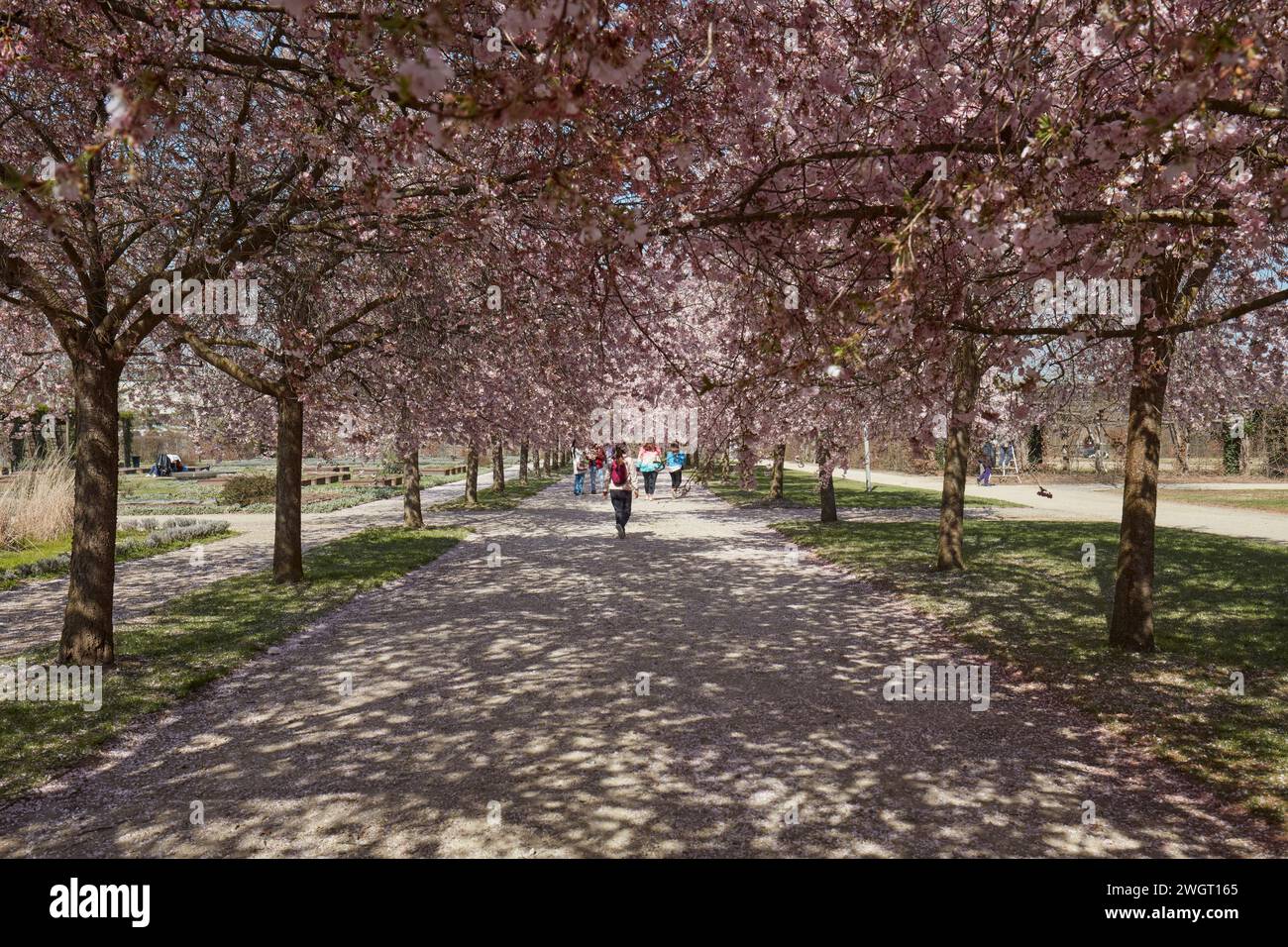 VENARIA REALE, ITALIEN - 29. MÄRZ 2023: Kirschblüte mit rosafarbenen Blüten und Menschen im Park Reggia di Venaria bei Frühlingssonne Stockfoto