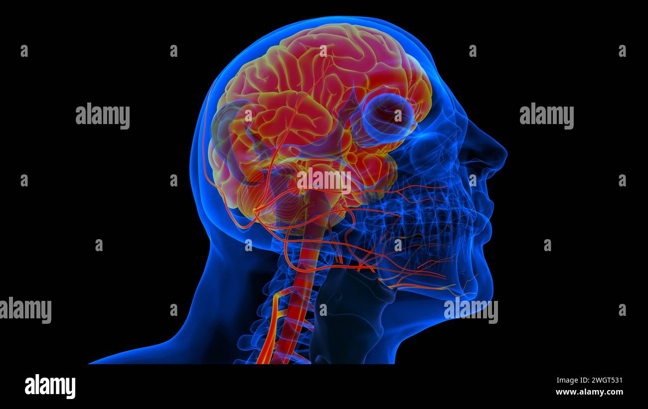 Menschliches Hirn-Rückenmark mit Zentralnervensystem-Anatomie zur medizinischen Konzeptdarstellung in 3D Stockfoto