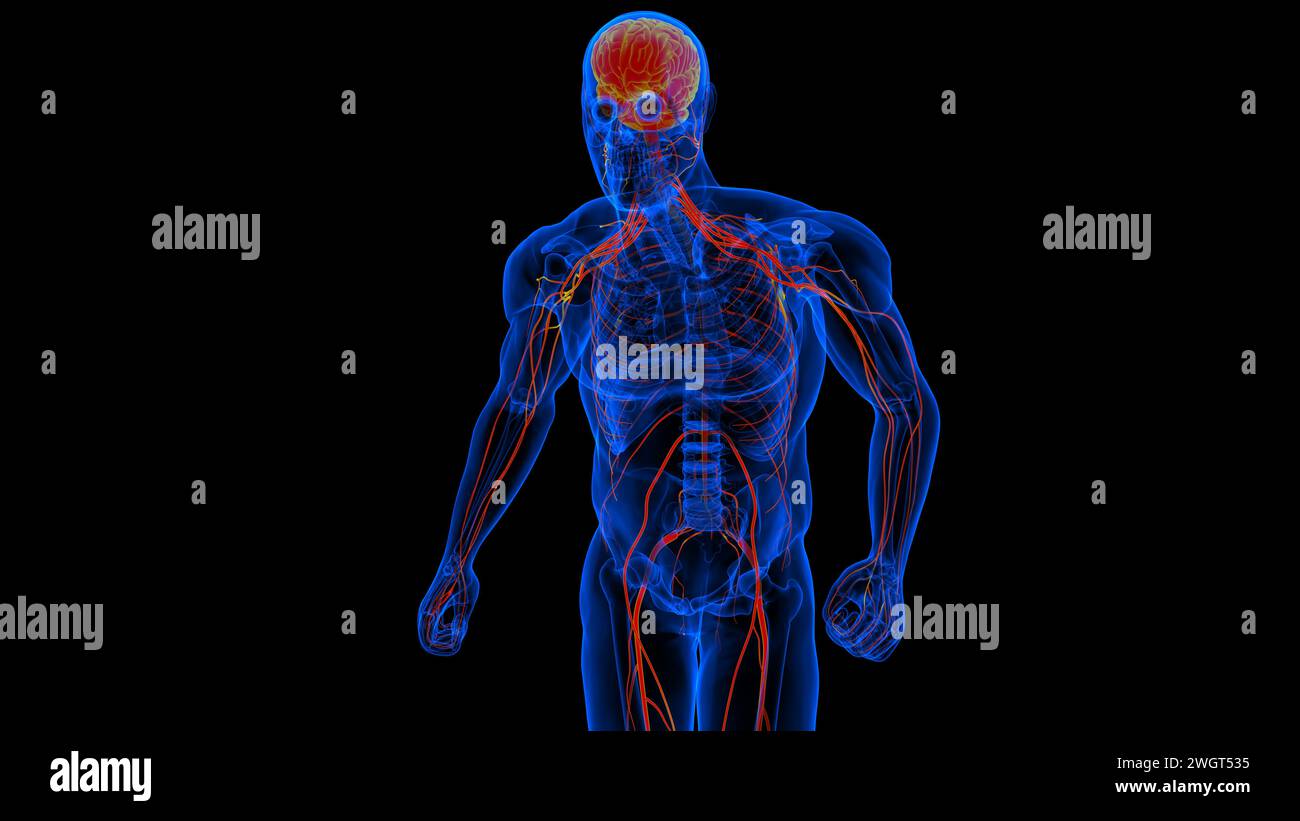 Menschliches Hirn-Rückenmark mit Zentralnervensystem-Anatomie zur medizinischen Konzeptdarstellung in 3D Stockfoto