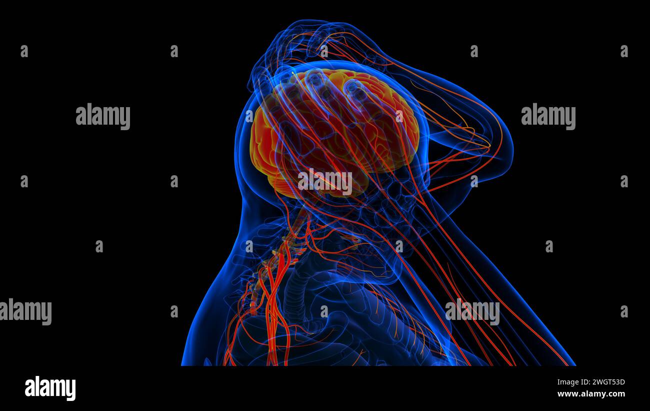 Menschliches Hirn-Rückenmark mit Zentralnervensystem-Anatomie zur medizinischen Konzeptdarstellung in 3D Stockfoto