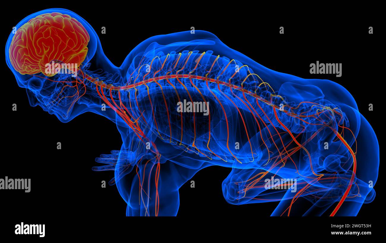 Menschliches Hirn-Rückenmark mit Zentralnervensystem-Anatomie zur medizinischen Konzeptdarstellung in 3D Stockfoto