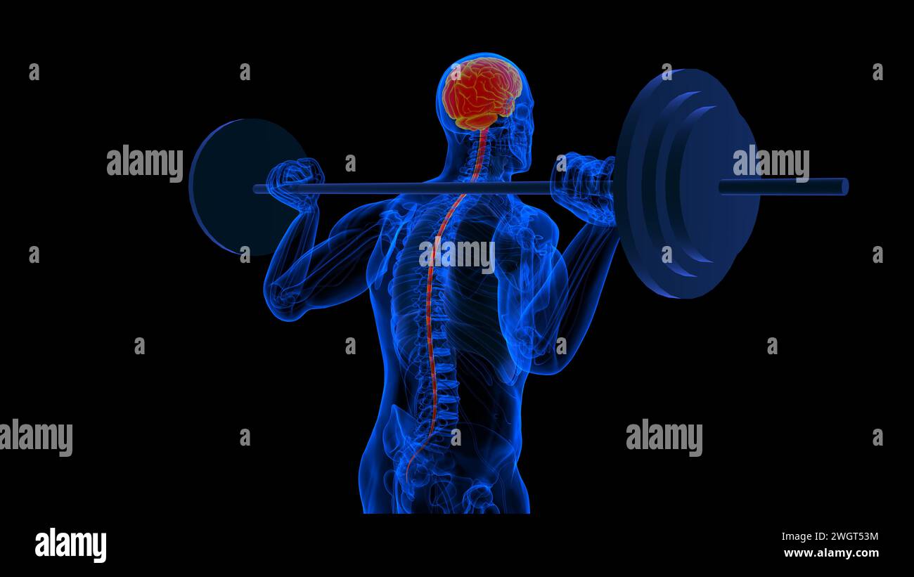 Menschliches Hirn-Rückenmark mit Zentralnervensystem-Anatomie zur medizinischen Konzeptdarstellung in 3D Stockfoto