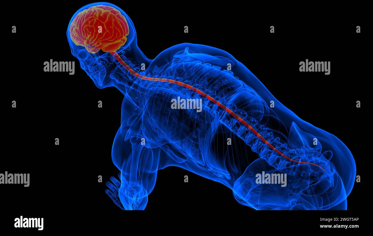 Menschliches Hirn-Rückenmark mit Zentralnervensystem-Anatomie zur medizinischen Konzeptdarstellung in 3D Stockfoto