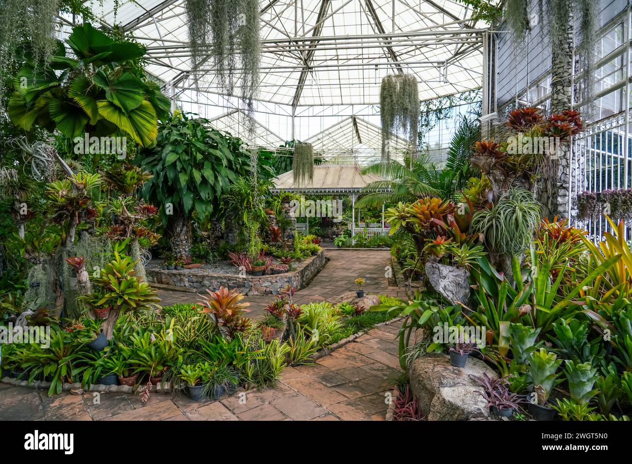 Palmen, Bromelien, stimmungsvolle tillandsia epiphytum Kletterreben feuchtes Klima exotische Wälder. Stockfoto