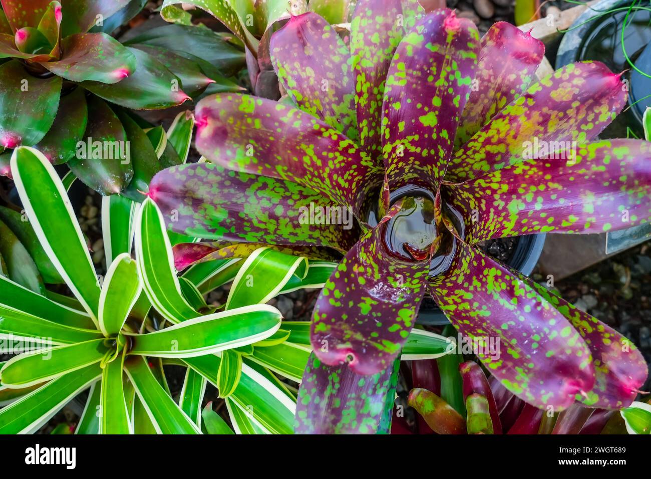 Bromelia mehrfarbige Pflanze mit bunten Blättern. Feld der gepflanzten Pflanzen Textur Hintergrund natürlich Stockfoto