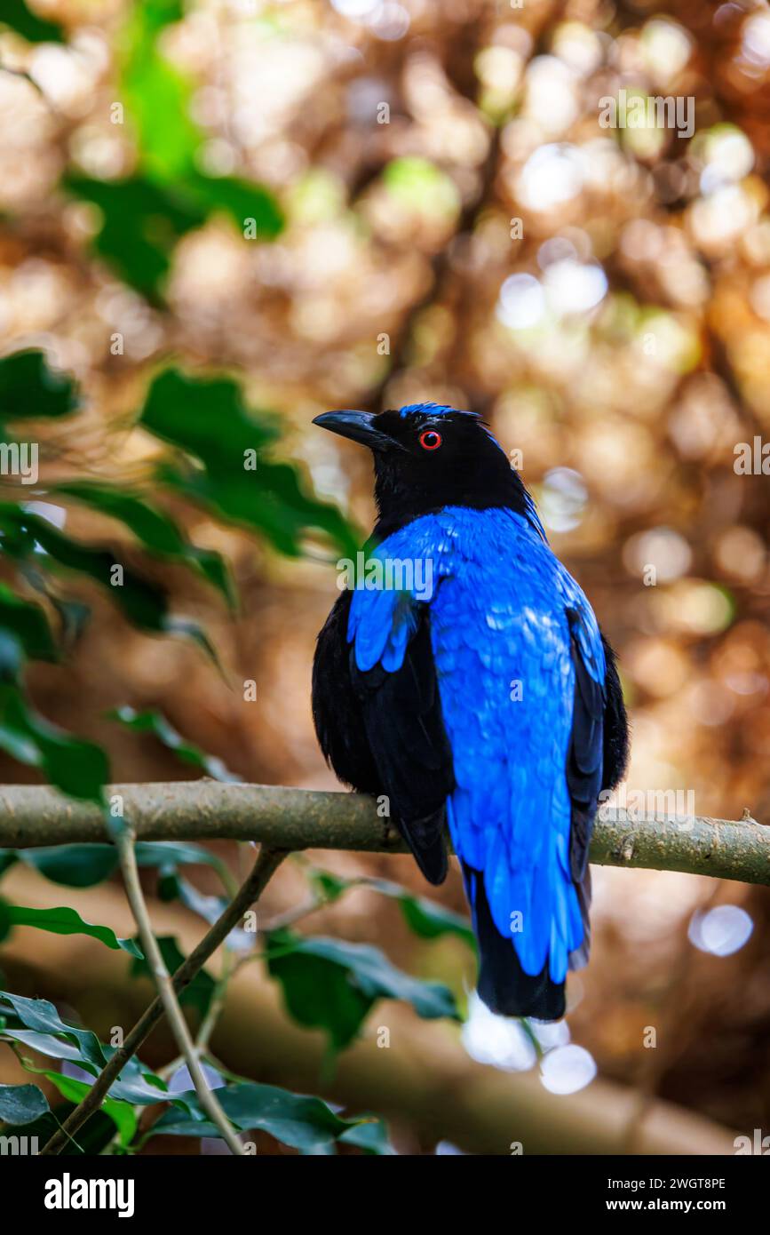 Ein asiatischer Feenvogel, Irena puella, auf einem Ast. Profilansicht mit warmem Bokeh-Hintergrund. Gefunden in Wäldern im tropischen Südasien, ich Stockfoto