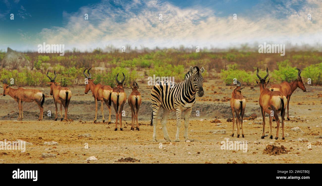 Ein Zebra inmitten einer kleinen Herde Roter Hartebeest, mit einem natürlichen Buschgrund in Etosha Stockfoto