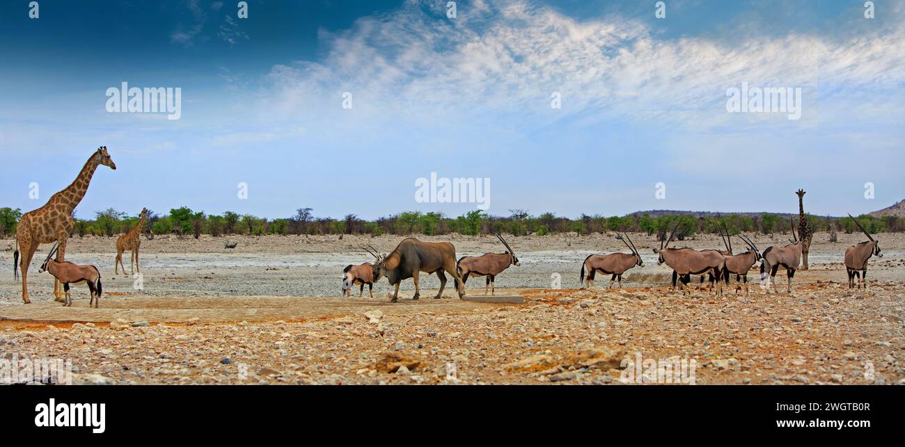 Weitwinkelbild der trockenen afrikanischen Savanne mit Giraffe, vielen Oryx und einem großen Eland mit Buschveld Hintergrund Stockfoto