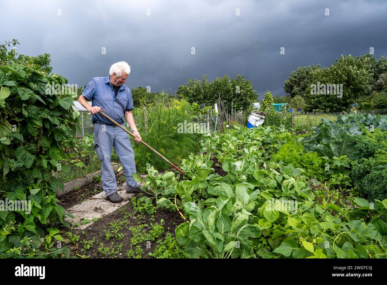 Ein älterer Mann, der in seinem Kleingarten arbeitet und Obst und Gemüse anbaut. Ökologisch gesunde nachhaltige Lebensmittel Stockfoto
