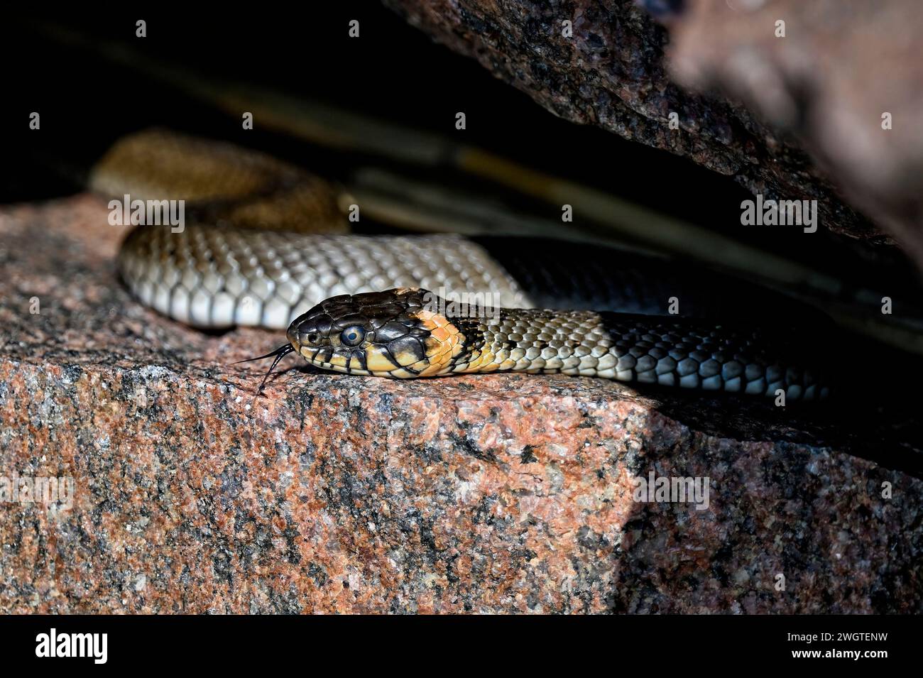 Grasschlange, die sich in der Felsspalte sonnt Stockfoto