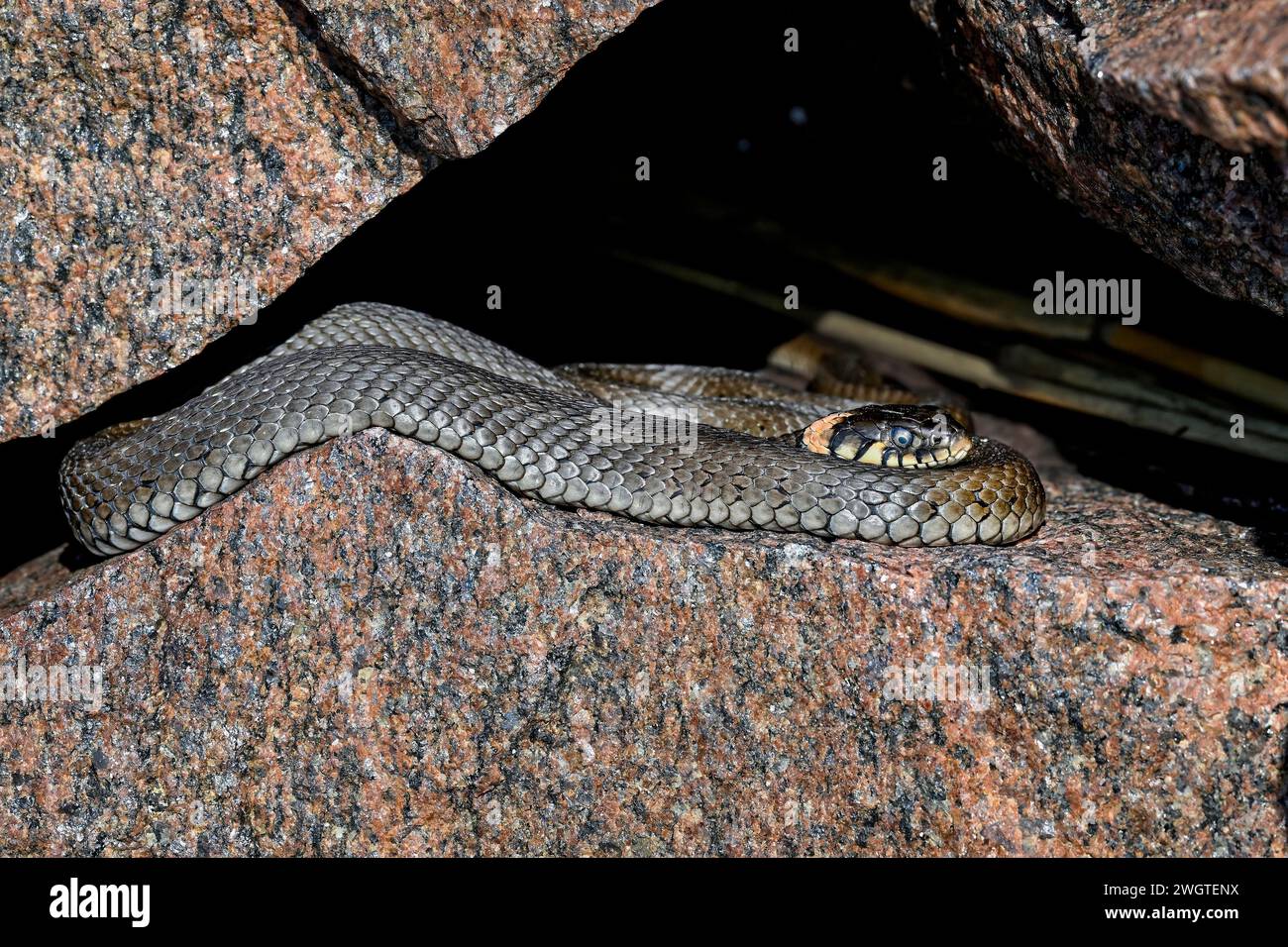 Grasschlange, die sich in der Felsspalte sonnt Stockfoto