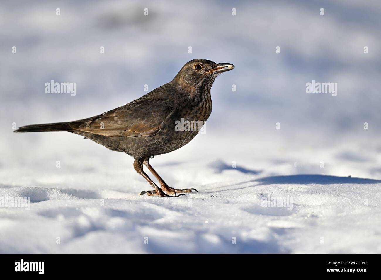 Blackbird auf Schnee im Winter Stockfoto