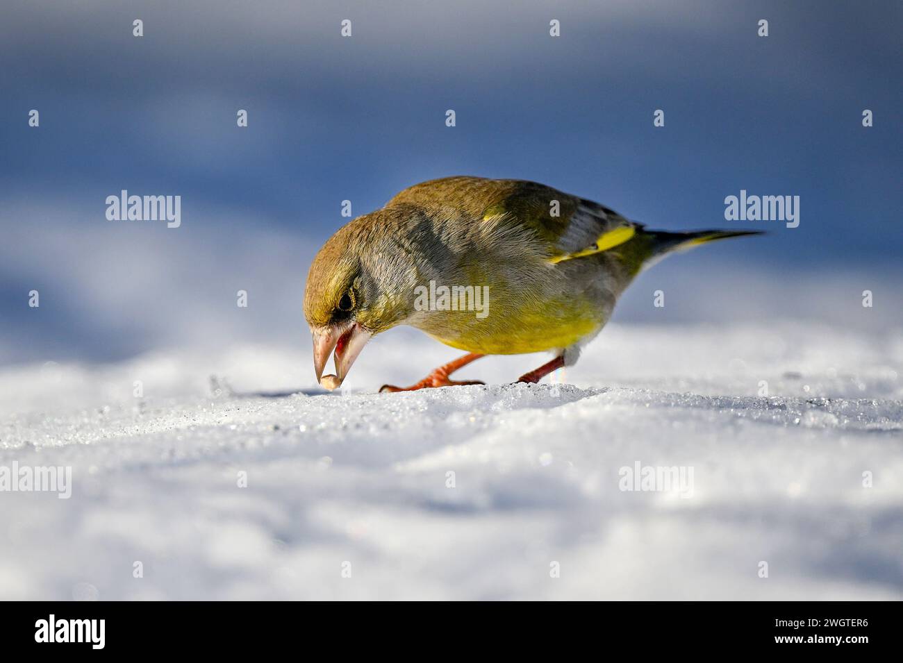 Grünfinke im Winter auf Schnee Stockfoto