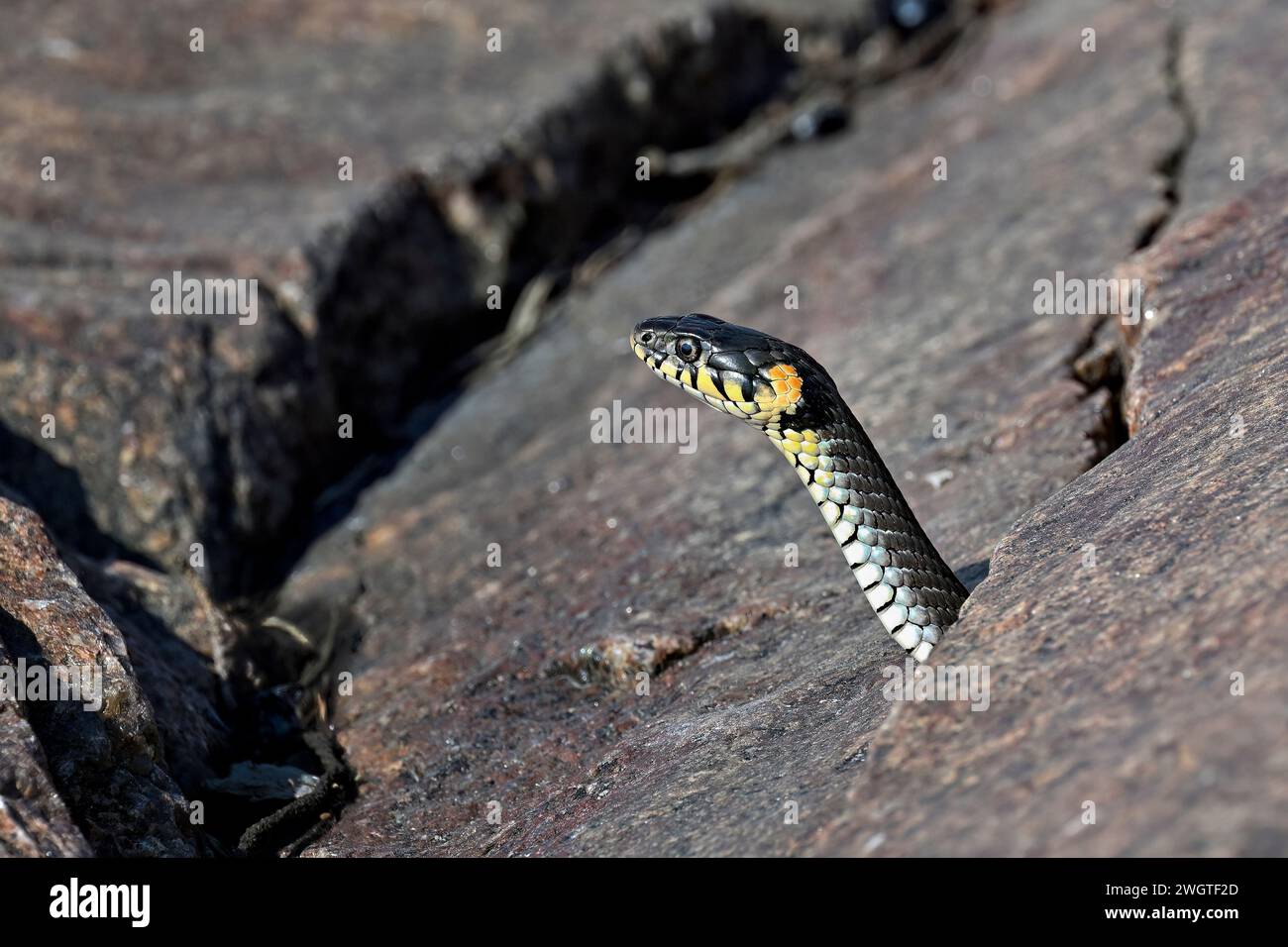 Grasschlange, die aus der Felsspalte blickt Stockfoto