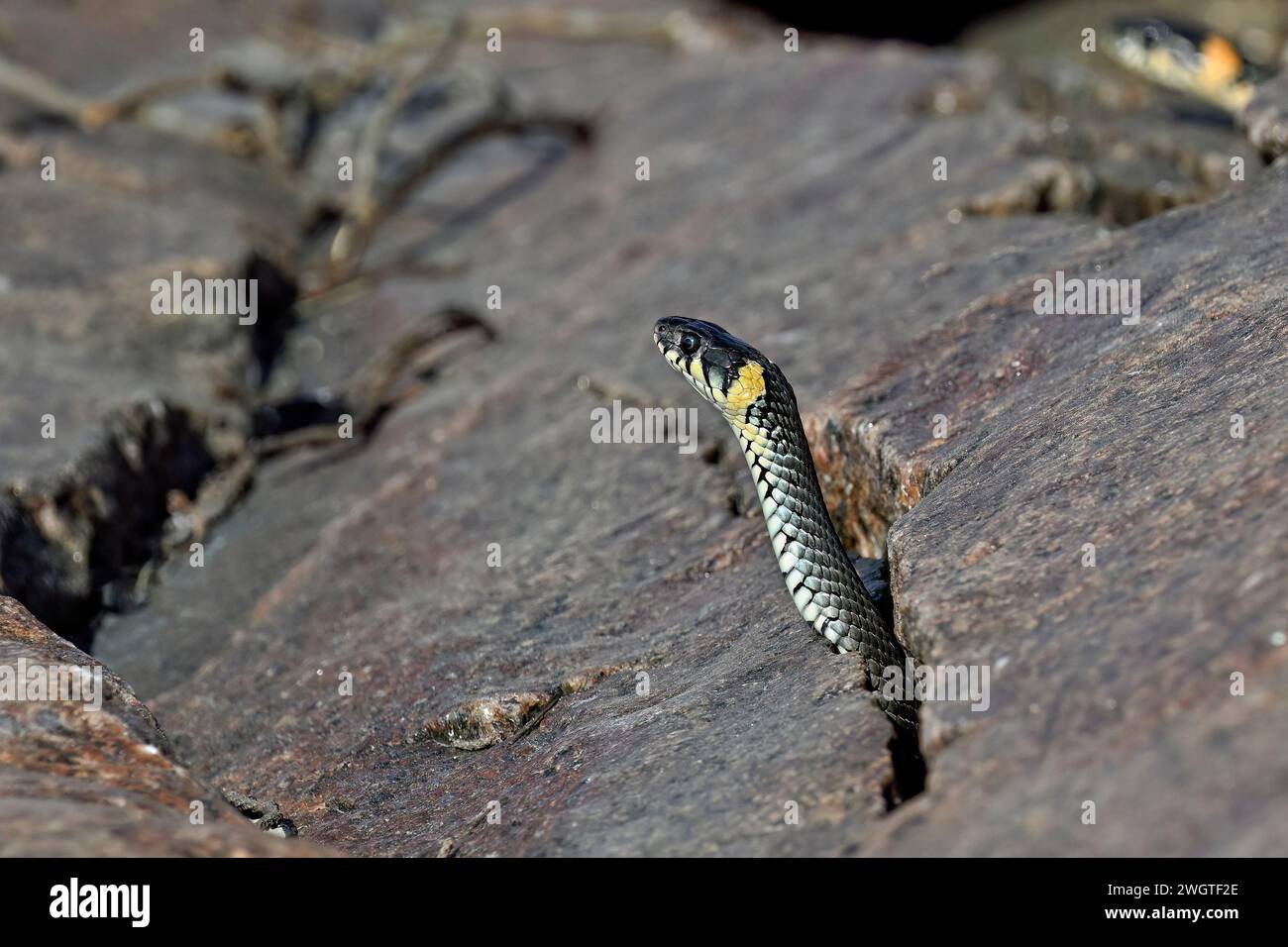 Grasschlange, die aus der Felsspalte blickt Stockfoto