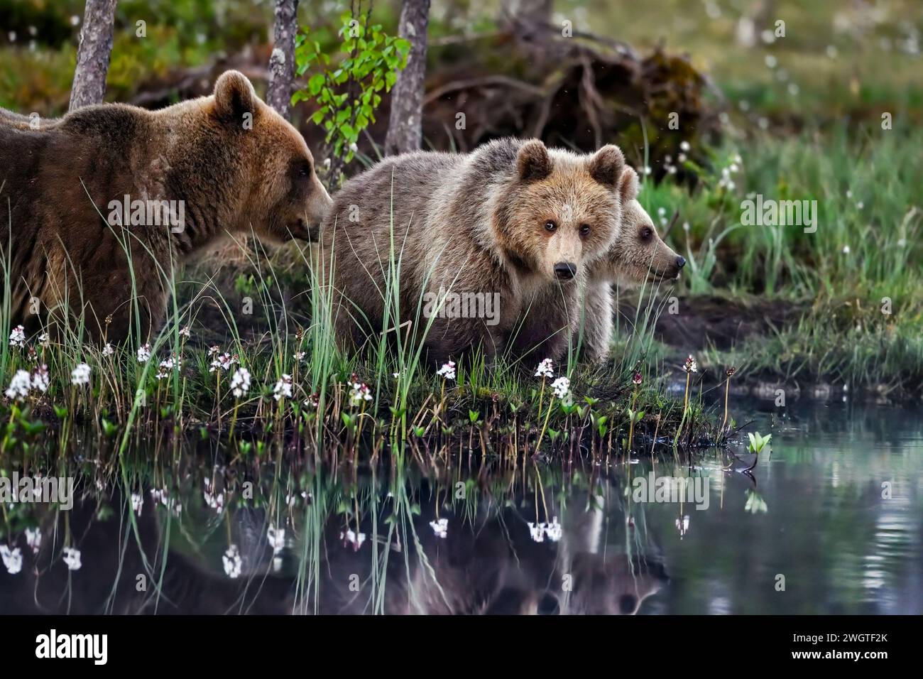 Bärenmutter mit Jungen am Sumpfteich Stockfoto