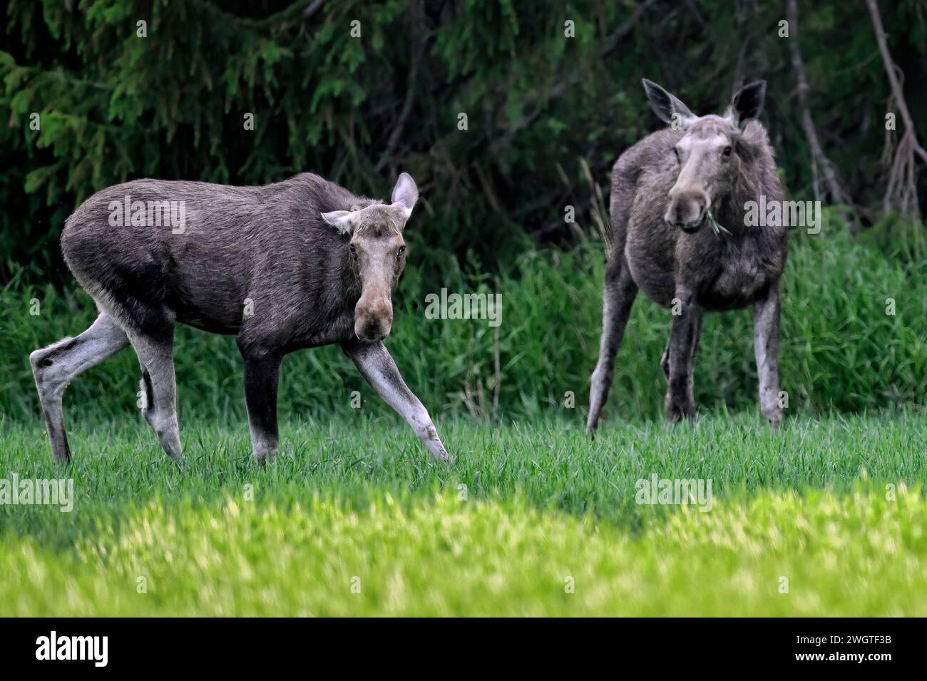 Elch ist unterwegs verschlimmert Stockfoto