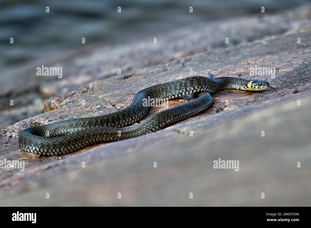 Grasschlange, die sich auf dem Felsspalt sonnt Stockfoto