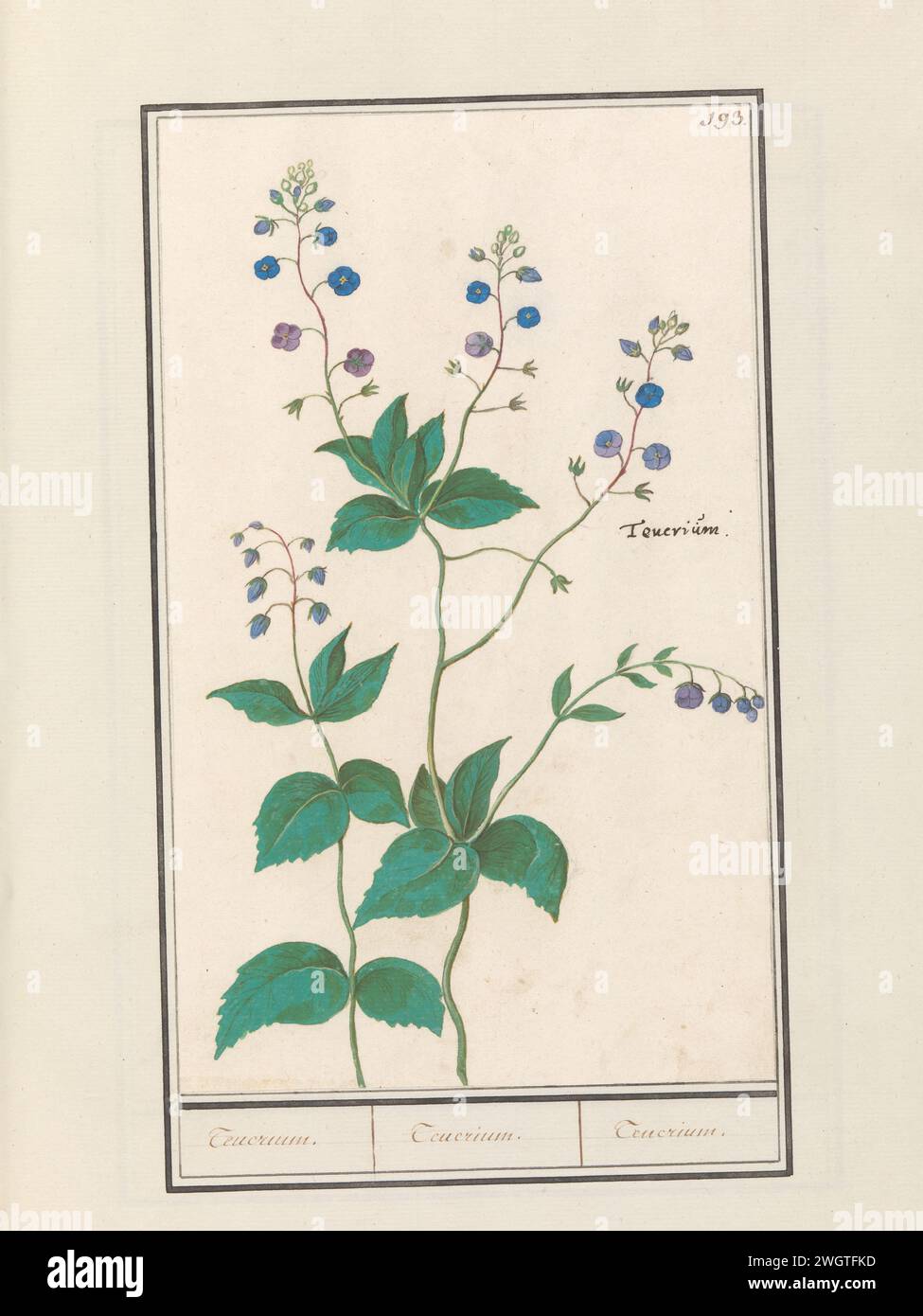 Ordentlicher Ehrenpreis oder Gamander's Prize (Veronica Chamaedrys), Anselmus Boëtius de Boodt, 1596–1610 mit ordentlichem Ehrenpreis. Oben rechts nummeriert: 193. Rechts der lateinische Name. Teil des zweiten Albums mit Zeichnungen von Blumen und Pflanzen. Neunter von zwölf Alben mit Zeichnungen von Tieren, Vögeln und Pflanzen, die um 1600 bekannt waren und von Kaiser Rudolf II. In Auftrag gegeben wurden Mit Erläuterungen in Niederländisch, Lateinisch und Französisch. Zeichner: Praagdraughtsman: Delfter Papier. Aquarell (Farbe). Deckfarbe. Kreide. Pinsel-/Stiftblumen: Germander speedwell Stockfoto
