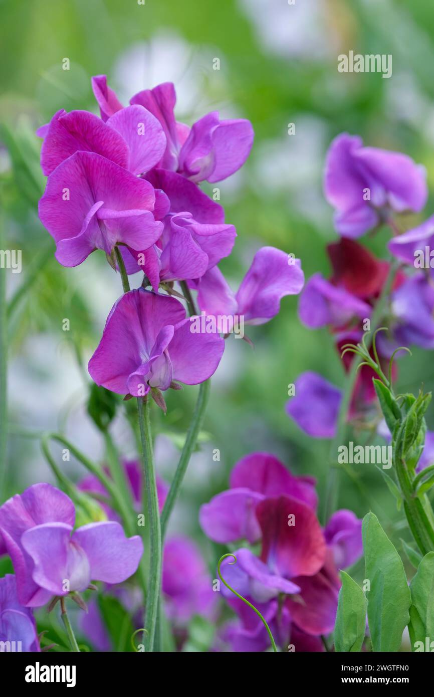 Lathyrus odoratus Memories, Sweetpea Memories, helle malvenviolette Blumen Stockfoto