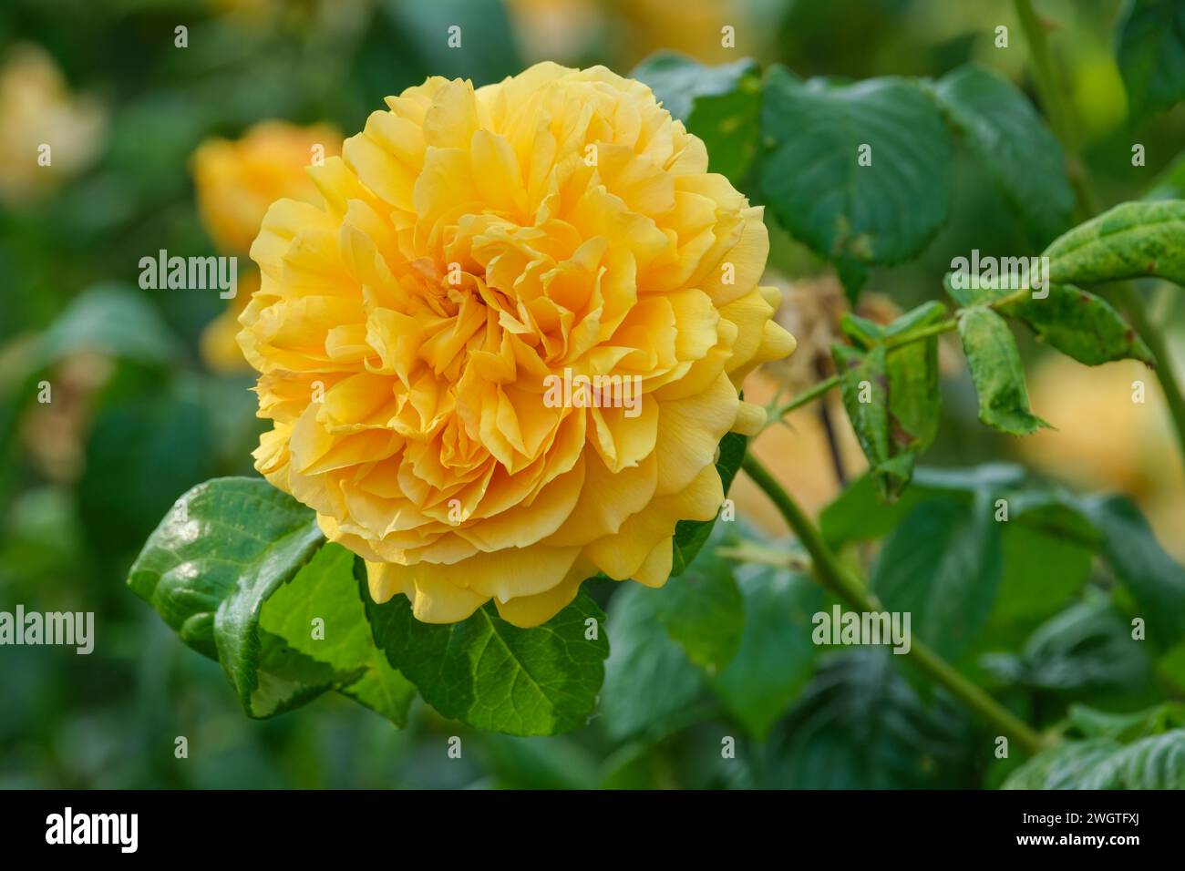 Rosa Hornavel, Rose Leah Tutu, Rose Hornavel, goldgelb, Doppelblumen Stockfoto