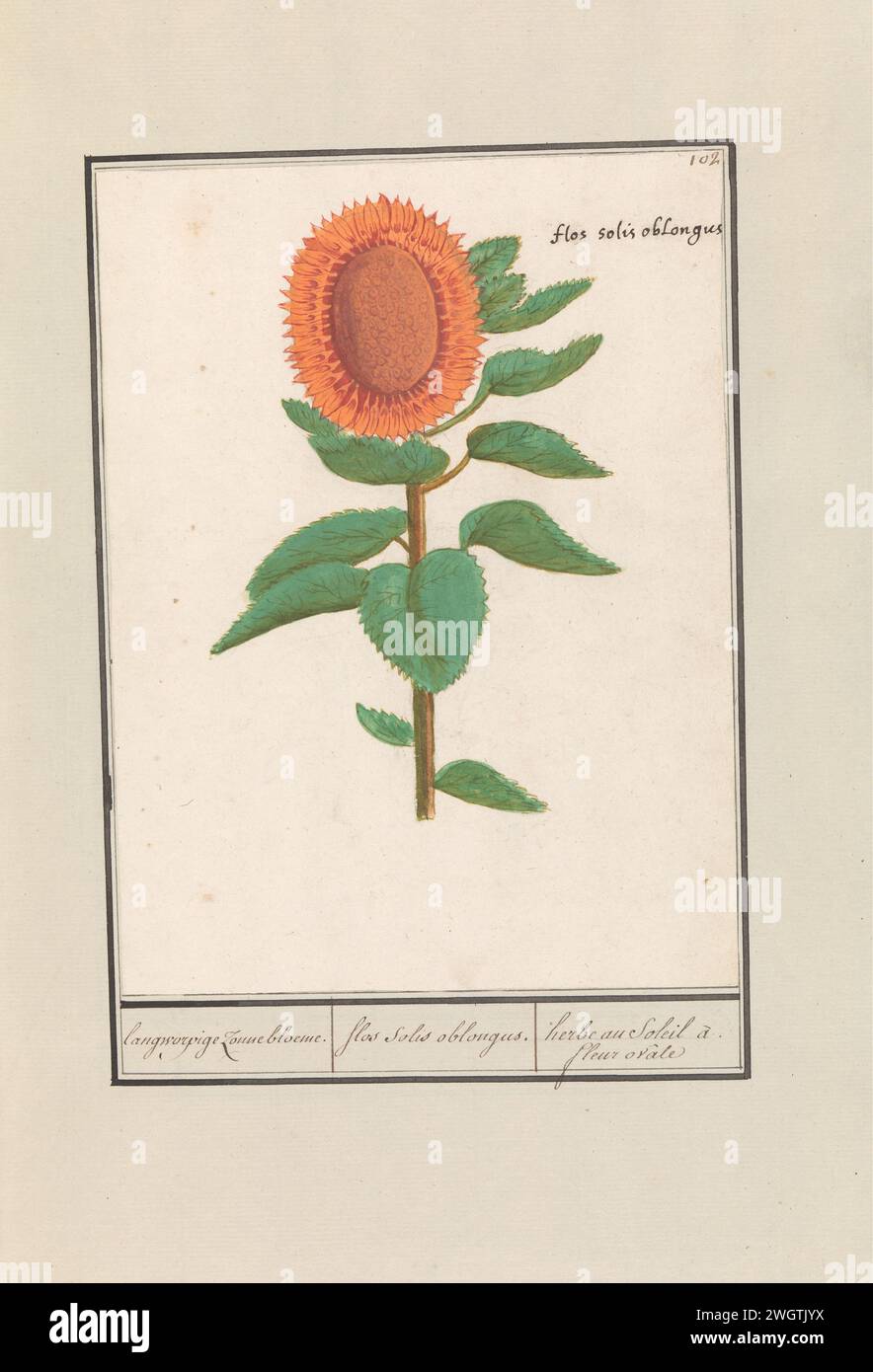 Zonnebloem (Helianthus annuus), Anselm Bootius de Boodt, 1596–1610 Sonnenblume mit einer ovalen Blume. Oben rechts nummeriert: 102. Mit dem lateinischen Namen. Teil des zweiten Albums mit Zeichnungen von Blumen und Pflanzen. Neunter von zwölf Alben mit Zeichnungen von Tieren, Vögeln und Pflanzen, die um 1600 bekannt waren und von Kaiser Rudolf II. In Auftrag gegeben wurden Mit Erläuterungen in Niederländisch, Lateinisch und Französisch. Zeichner: Praagdraughtsman: Delfter Papier. Aquarell (Farbe). Deckfarbe. Tinte. Kreidepinsel / Stiftblumen: Sonnenblume Stockfoto