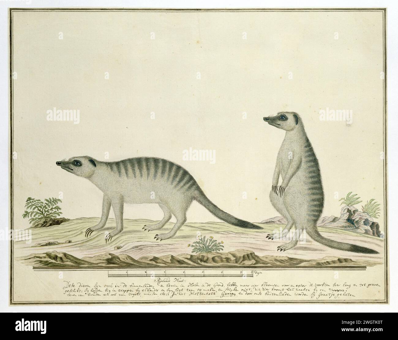 Suricata suricatta (Meerkats), 1777–1786 Zeichnung von zwei Erdmännchen (Suricata Suricatta), auch bekannt als Loch, im Khoikhoi Garaaq; mit Skala in Rijnlandse Maat. Papier. Deckfarbe. Tinte. Aquarell (Farbe). Bleistiftbürste / Stifte Tiere Stockfoto