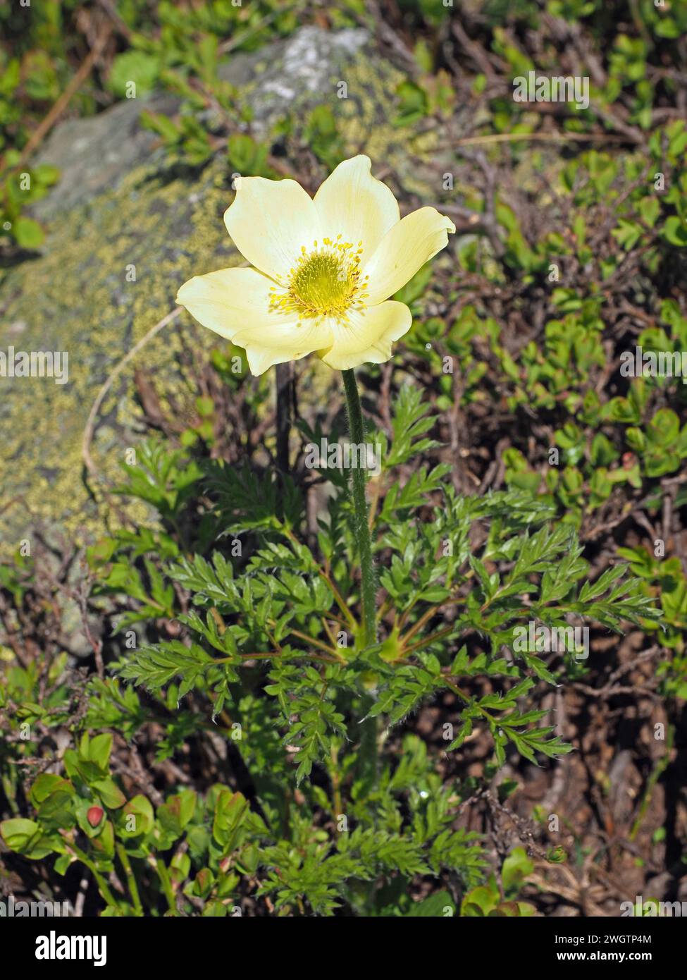 Pulsatilla alpina subsp. Apiifolia, gelbe Alpenpasqueflower oder Alpenanemone - gelbe Sepalen und Antheren - keine Blütenblätter wachsen in den italienischen Alpen, Europa Stockfoto