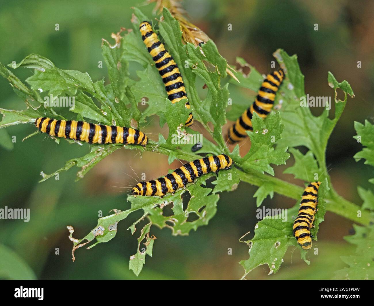 Markante gelb schwarz gestreifte Raupen (Larven) von Zimtmotte (Tyria jacobaeae)), die sich von perforierten grünen Blättern in strahlender Bildung ernähren Stockfoto