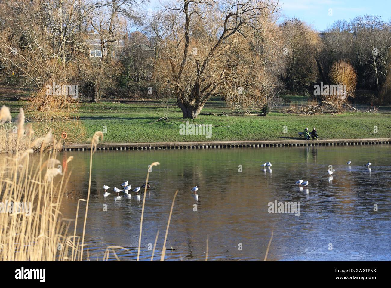 Ein eiskalter Tag auf dem Bootsee in Hampstead Heath im Norden Londons, Großbritannien Stockfoto