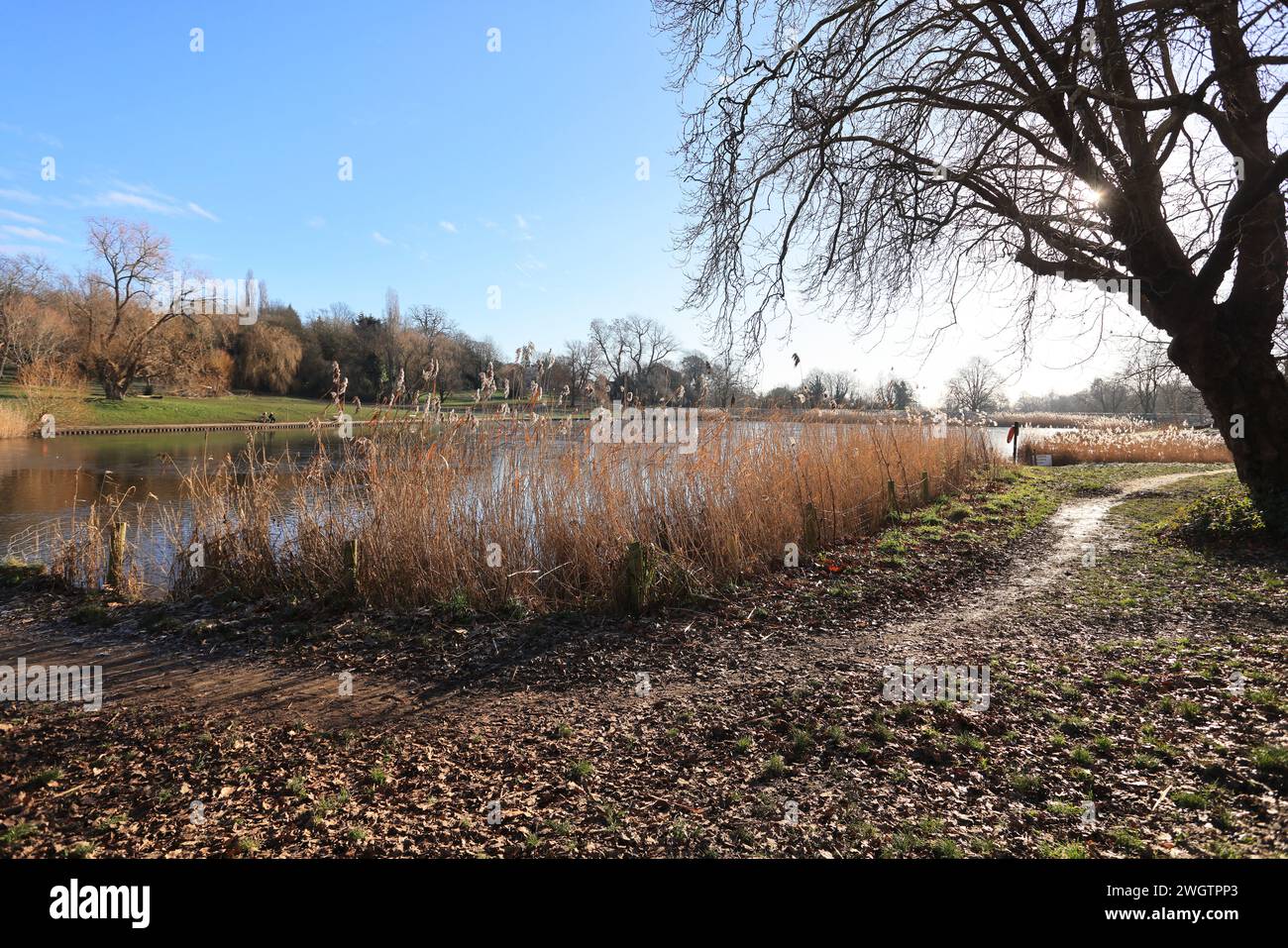 Ein eiskalter Tag auf dem Bootsee in Hampstead Heath im Norden Londons, Großbritannien Stockfoto