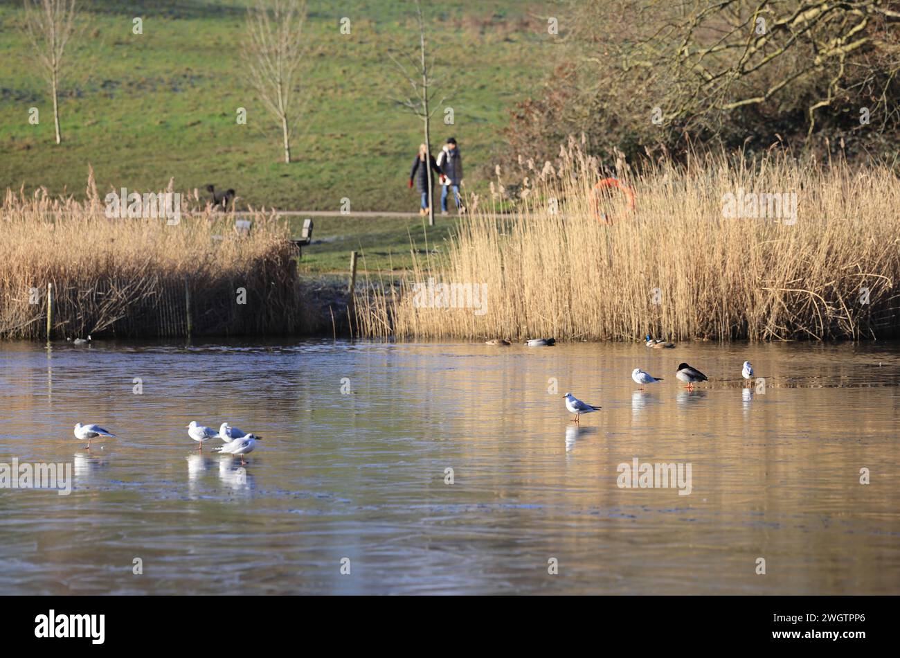 Ein eiskalter Tag auf dem Bootsee in Hampstead Heath im Norden Londons, Großbritannien Stockfoto