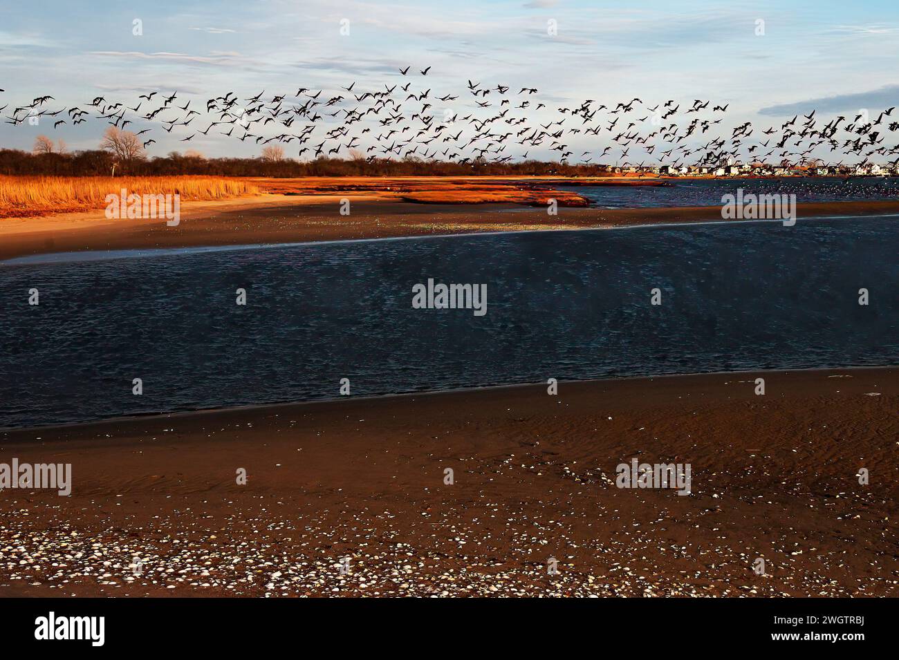 Jamaica Bay Wildlife Refuge Scenic mit Atlantic brant Flug Stockfoto