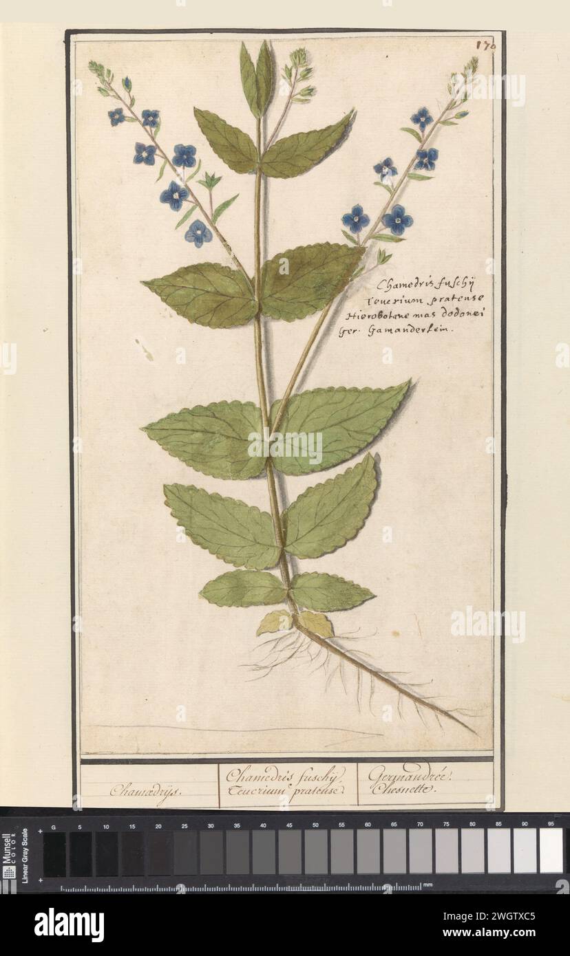 Veronica Chamaedrys (Veronica Chamaedrys), Anselmus Boëtius de Boodt, 1596–1610 Verlosung des gewöhnlichen Ehrenpreises oder Gamander. Zweig mit Blättern, Blumen und Karotten. Oben rechts nummeriert: 170. Rechts die Namen in lateinischer und deutscher Sprache. Teil des zweiten Albums mit Zeichnungen von Blumen und Pflanzen. Neunter von zwölf Alben mit Zeichnungen von Tieren, Vögeln und Pflanzen, die um 1600 bekannt waren und von Kaiser Rudolf II. In Auftrag gegeben wurden Mit Erläuterungen in Niederländisch, Lateinisch und Französisch. Zeichner: Praagdraughtsman: Delfter Papier. Aquarell (Farbe). Deckfarbe. Kreide. Tintenbürste / Stift f Stockfoto