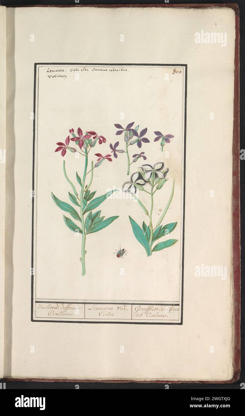 Muurbloem (Erysimum cheiri), Boëtius de Boodt, 1596–1610 Zeichnung Rote und violette Wandblume (wahrscheinlich). Mit einem Käfer. Oben rechts nummeriert: 301. Oben links der lateinische und der niederländische Name. Teil des vierten Albums mit Zeichnungen von Blumen und Pilzen. 11. Von zwölf Alben mit Zeichnungen von Tieren, Vögeln und Pflanzen, die um 1600 bekannt sind, im Auftrag von Kaiser Rudolf II Mit Erläuterungen in Niederländisch, Lateinisch und Französisch. Zeichner: Praagdraughtsman: Delfter Papier. Aquarell (Farbe). Deckfarbe. Kreide. Pinsel-/Stiftblumen: Wandblume. Insekten: Käfer Stockfoto