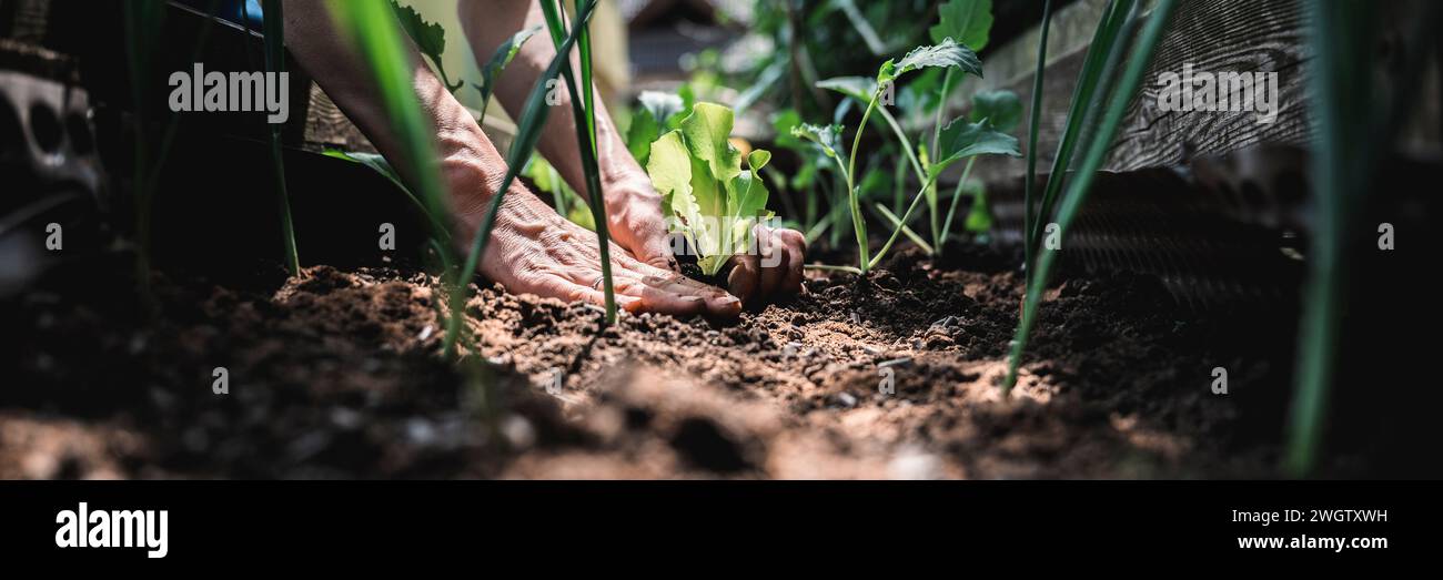 Niedriger Winkel von weiblichen Händen, die grünen Salatkeimling in einem fruchtbaren Boden eines Hausgartens Pflanzen, wobei Sonnenlicht durch das wachsende Vegetab einfällt Stockfoto