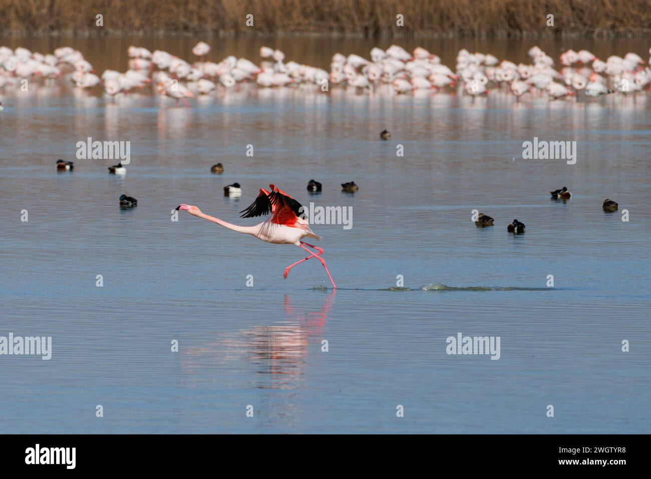 Flamingo (Phoenicopterus roseus) Spaziergang auf dem blauen Wasser des El Hondo Feuchtgebiets von Elche und Crevillente, Spanien Stockfoto