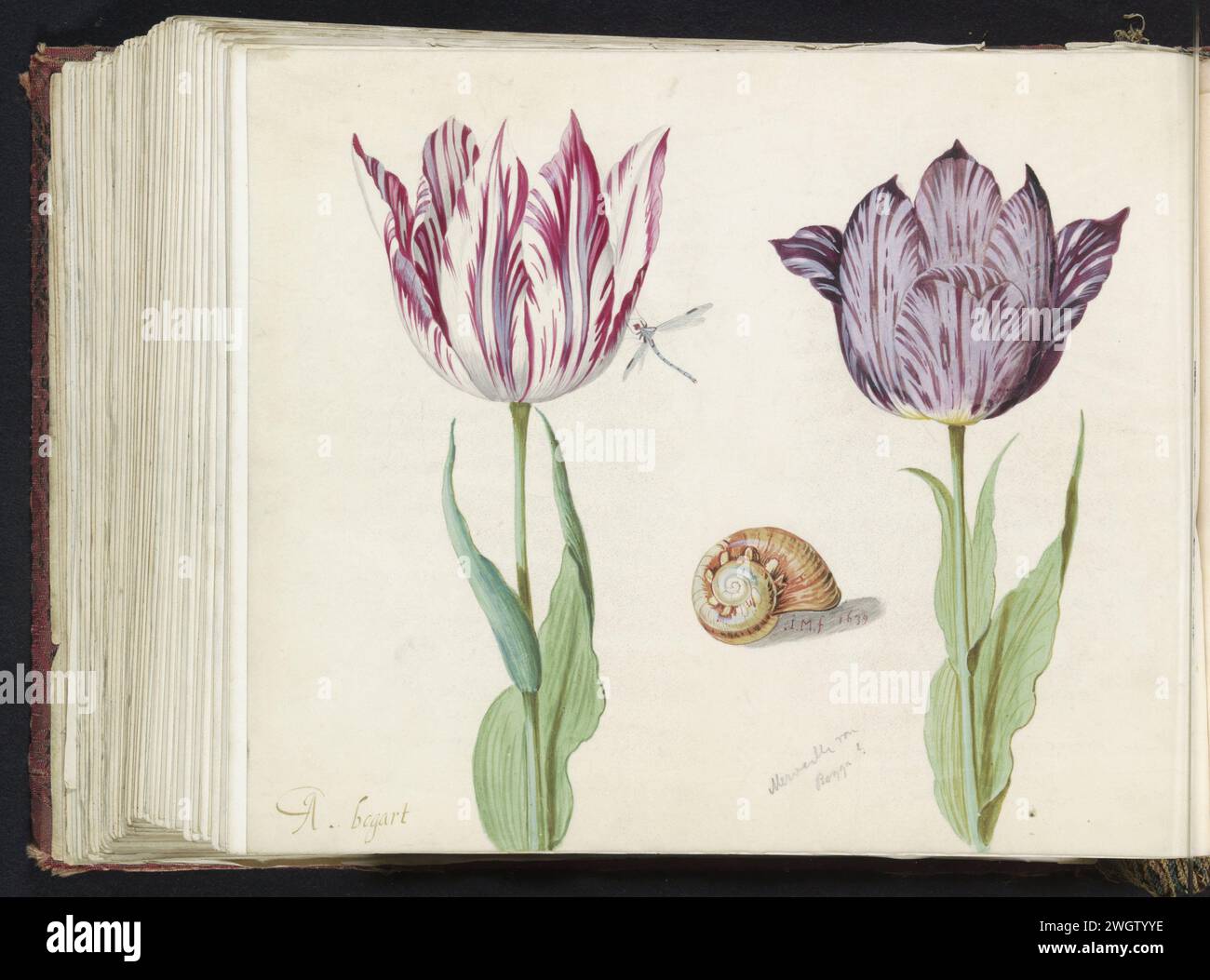 Zwei Tulpen mit Schneckenhaus und Wasserdame Jacob Marrel, 1639 zeichnen die Zeichnung ist Teil eines Albums. Pergament (tierisches Material). Deckfarbe. Bleistift. Aquarellpinsel Blumen: tulpe. Insekten: drachenfliege Stockfoto