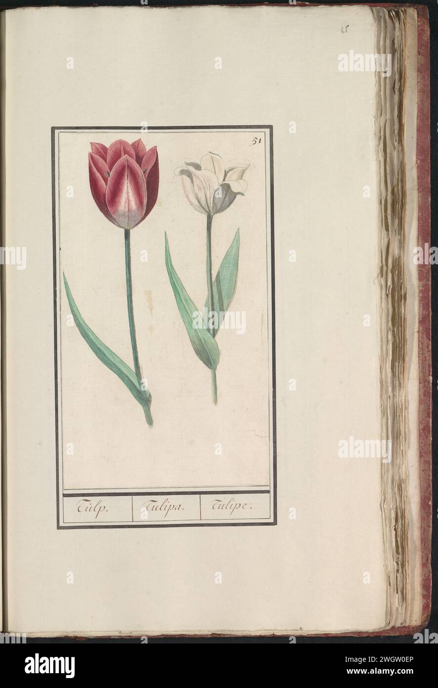 Tulp (Tulpe), Anselm Bootius von Boodt, 1596–1610 Zeichnung Rot-weiß und eine weiße Tulpe. Oben rechts nummeriert: 51. Teil des ersten Albums mit Zeichnungen von Blumen und Pflanzen. Acht von zwölf Alben mit Zeichnungen von Tieren, Vögeln und Pflanzen, die um 1600 bekannt sind, die im Auftrag von Kaiser Rudolf II. Entstanden sind Mit Erläuterungen in Niederländisch, Lateinisch und Französisch. Zeichner: Praagdraughtsman: Delfter Papier. Aquarell (Farbe). Deckfarbe. Kreidepinselblüten: tulpe Stockfoto