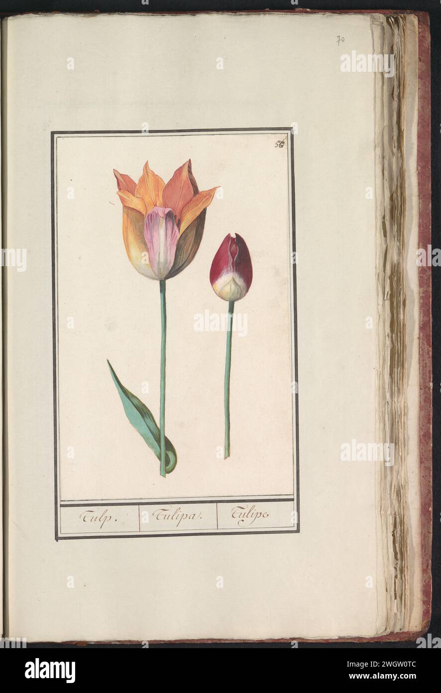 Tulp (Tulpe), Anselm Bootius von Boodt, 1596–1610 Zeichnung orange-rosa und rot-weiße Tulpe. Oben rechts nummeriert: 56. Teil des ersten Albums mit Zeichnungen von Blumen und Pflanzen. Acht von zwölf Alben mit Zeichnungen von Tieren, Vögeln und Pflanzen, die um 1600 bekannt sind, die im Auftrag von Kaiser Rudolf II. Entstanden sind Mit Erläuterungen in Niederländisch, Lateinisch und Französisch. Zeichner: Praagdraughtsman: Delfter Papier. Aquarell (Farbe). Deckfarbe. Kreidepinselblüten: tulpe Stockfoto