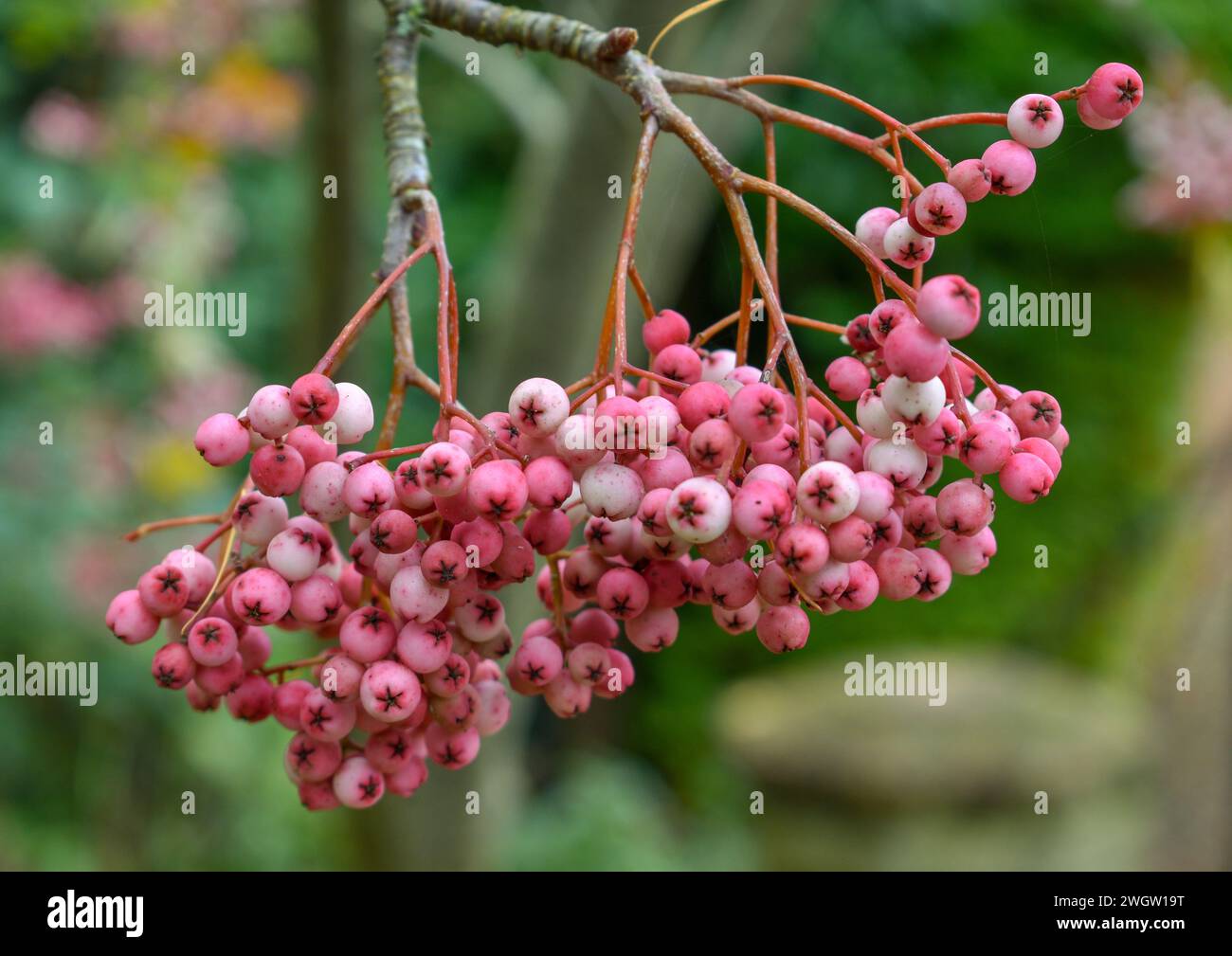 Beeren auf einer rosa Hupeh Mountain Asche im Herbst. Stockfoto