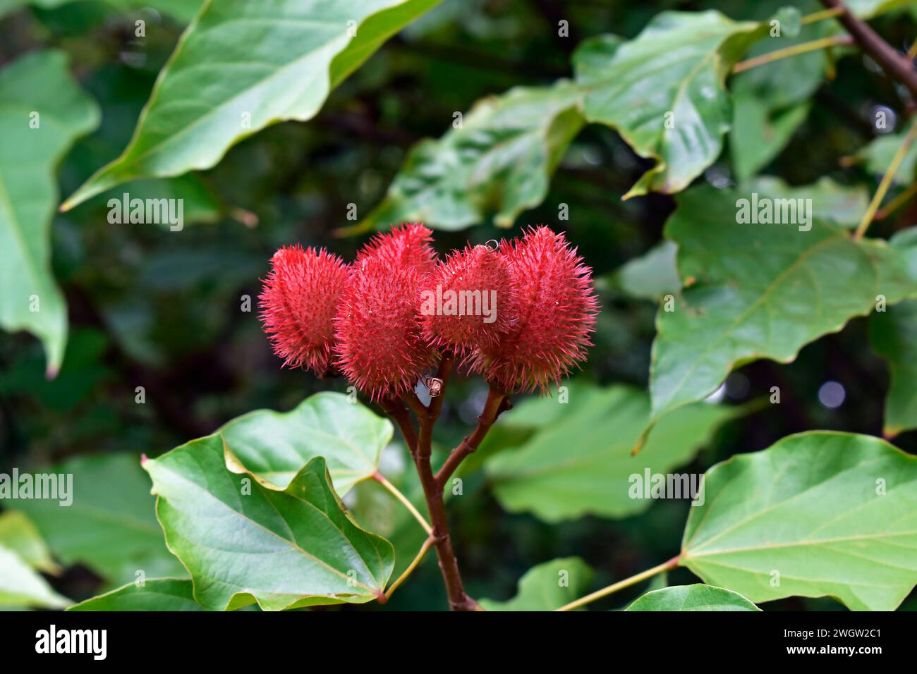 Achiotenfrüchte (Bixa orellana) auf Baum, Ribeirao Preto, Sao Paulo, Brasilien Stockfoto