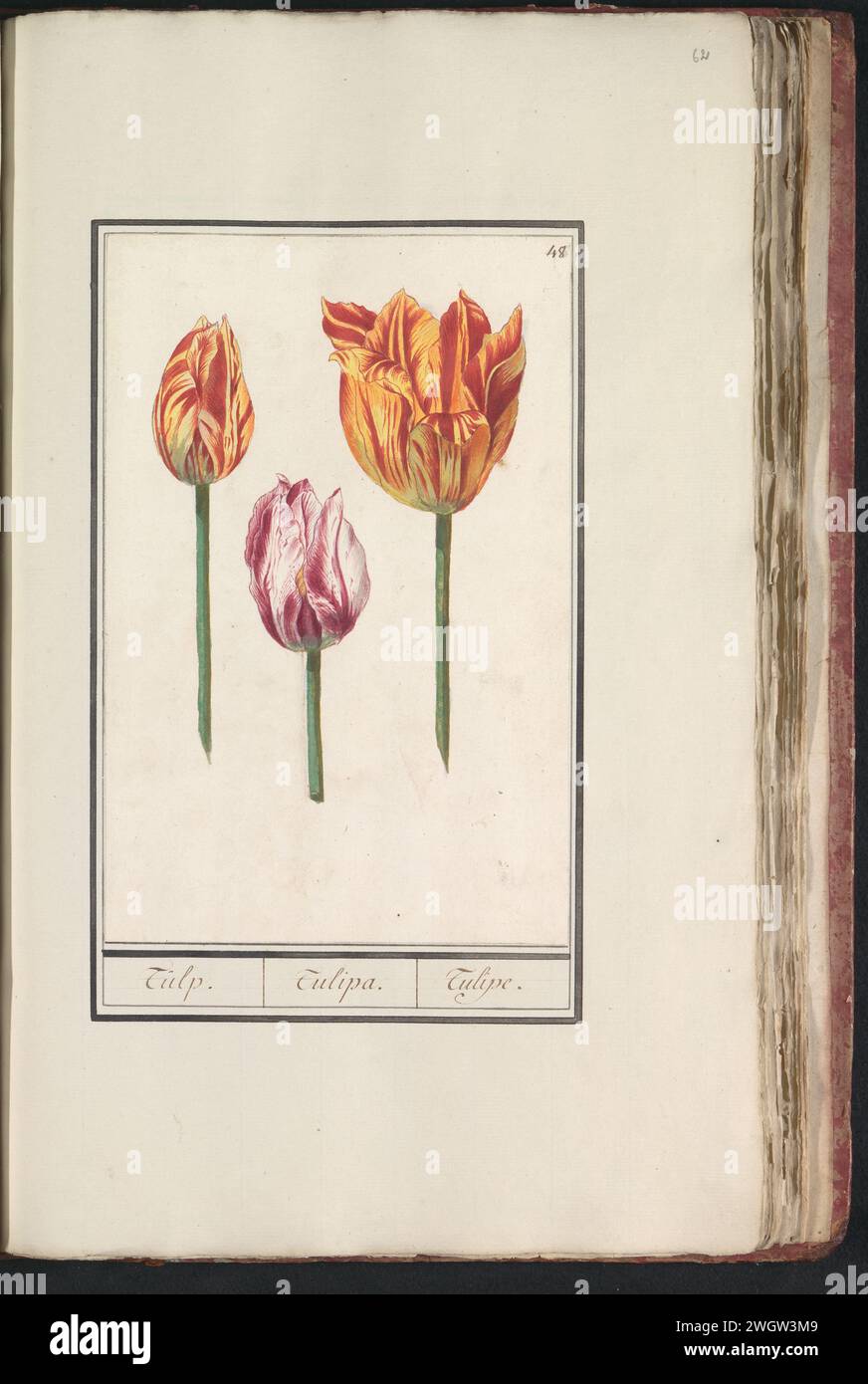 Tulp (Tulpe), Anselm Bootius von Boodt, 1596–1610 Zeichnung von zwei gelb-roten und einer weiß-roten Tulpe. Oben rechts nummeriert: 48. Teil des ersten Albums mit Zeichnungen von Blumen und Pflanzen. Acht von zwölf Alben mit Zeichnungen von Tieren, Vögeln und Pflanzen, die um 1600 bekannt sind, die im Auftrag von Kaiser Rudolf II. Entstanden sind Mit Erläuterungen in Niederländisch, Lateinisch und Französisch. Zeichner: Praagdraughtsman: Delfter Papier. Aquarell (Farbe). Deckfarbe. Kreidepinselblüten: tulpe Stockfoto