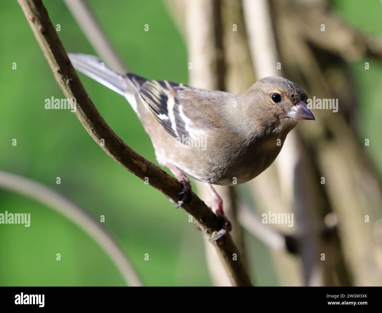 Weiblicher Gemeiner Chaffinch (Fringilla-Koelebs) Stockfoto