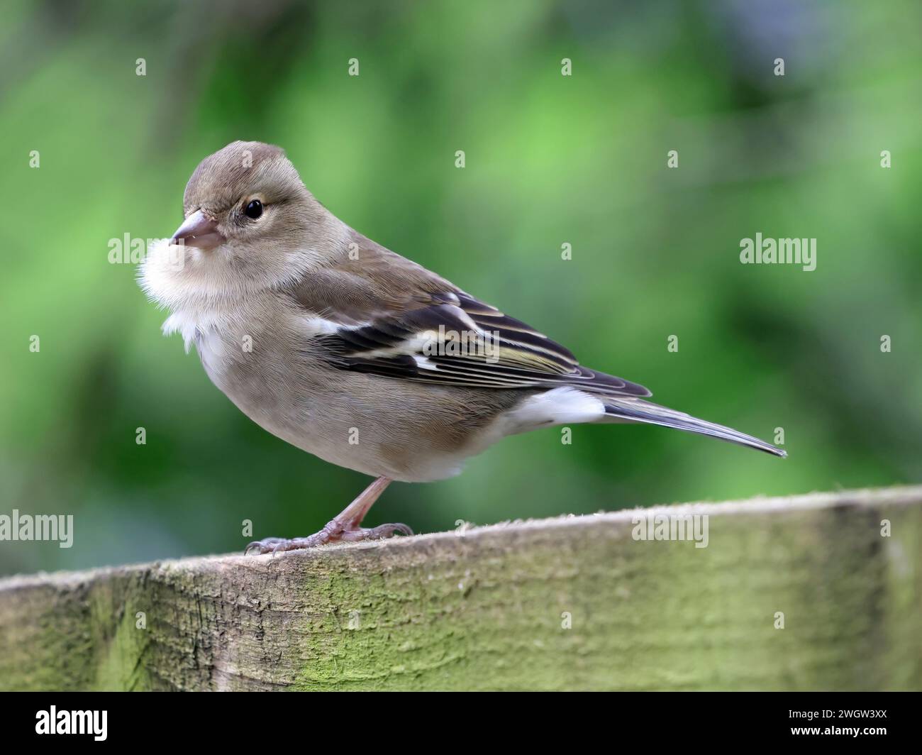 Weiblicher Gemeiner Chaffinch (Fringilla-Koelebs) Stockfoto
