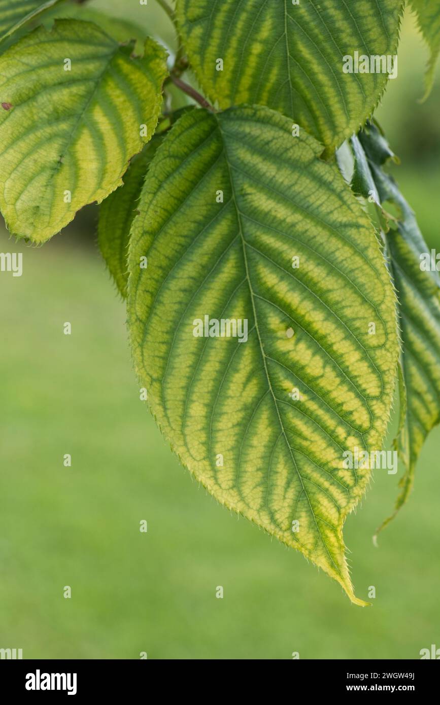 Eisenmangel als interveinale Chlorose (Gelbfärbung) auf den Blättern einer Süßkirsche (Prunus avium), Berkshire, Mai Stockfoto