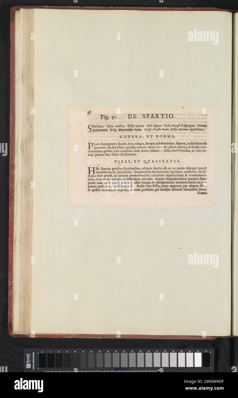 Abb. 30 'de Spartio' im Herbarium der Bücher von 1640, Anselmus Boëtius de Boodt, 1640 Textblatt Beschrijving bij Abb. 30 op. 58 in: Anselm Boët de Boot I. C. Brugensis & Rodolphi 2. Imp. Roman. Arzte aus den Schlafzimmern von Blumen, Kräutern und Früchten von selectior Icons, und die Stärke des Unbekannten. Onderdeel van het Album Met Bladen en platen verschickt de Boodts Herbarium van 1640. Het twaalfde van twaalf Alben Met Aquarellen van dieren, vogels en planten bekend Rond 1600, gemaakt in Opdracht van Keizer Rudolf 2. Gebrauchtes Papier. Tintendruck im Buchdruck Stockfoto
