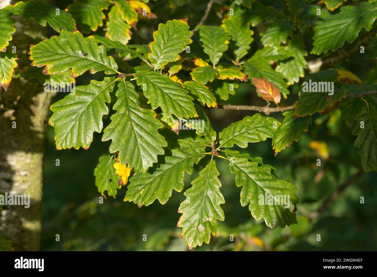 Alte, reife Eiche (Quercus robur) Blätter im frühen Herbst, bevor sie ihre Farbe ändert, Berkshire, Oktober Stockfoto