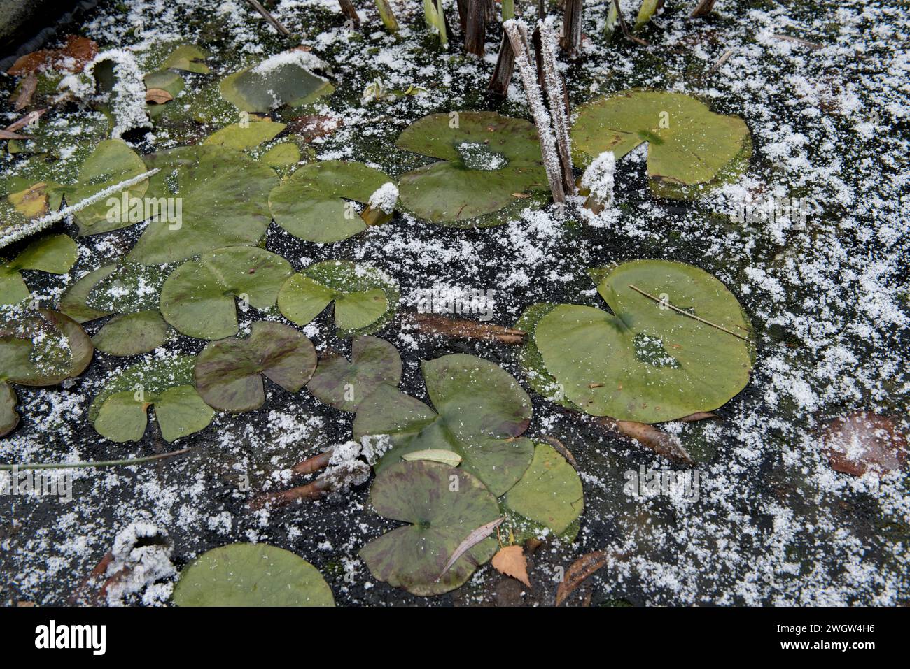 Zierlilie (Nymphaea spp.) Auf Eis in einem gefrorenen Gartenteich mit einem Staub von weißen Schneeflocken im dezember, Berkshire Stockfoto
