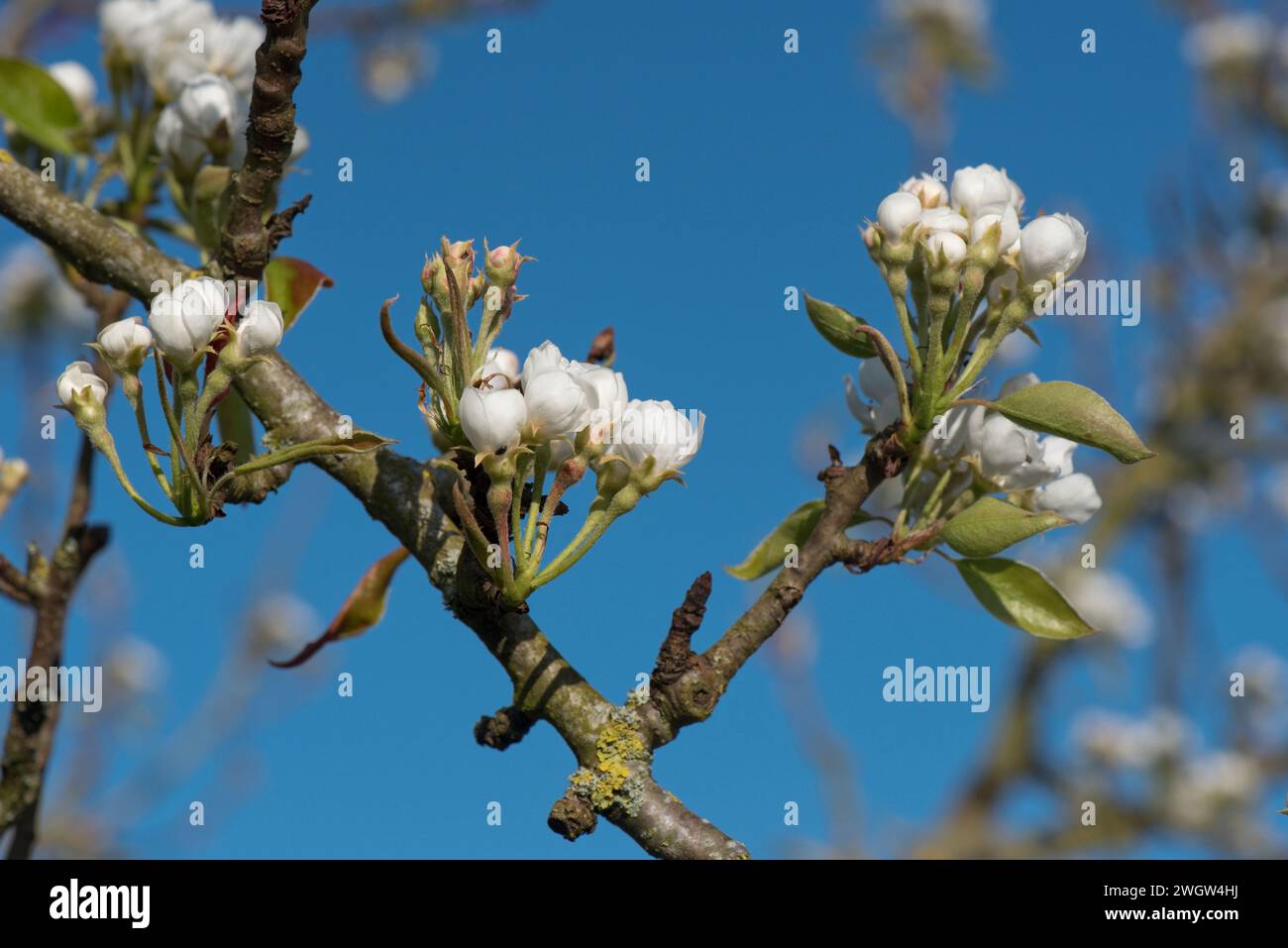 Im Frühling, Berkshire, April, eröffnende Knospen der weißen Konferenz-Birnenblüte auf einem alten Obstbaumbaum vor einem intensiven blauen Himmel Stockfoto